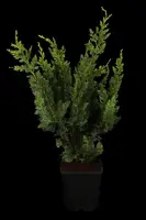 Chamaecyparis lawsoniana 'Wisselii' (Schijn-cipres 'Wisselii') kopen?
