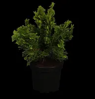 Chamaecyparis obtusa 'Nana Gracilis' (Schijn-cipres 'Nana Gracilis') kopen?