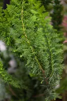 Chamaecyparis obtusa 'Teddy Bear' (Schijn-cipres 'Teddy Bear') kopen?