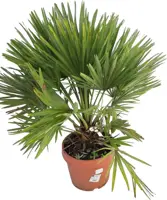 Chamaerops humilis special p26 - afbeelding 1