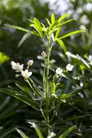 Choisya ternata (Choisya) kopen?