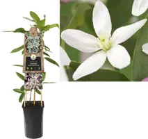 Clematis armandii Apple Blossom' (Bosrank) klimplant 75cm kopen?