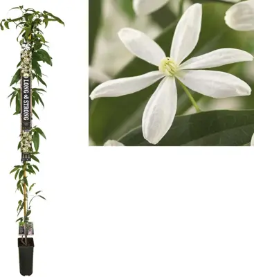 Clematis armandii (Bosrank) klimplant 210cm - afbeelding 1