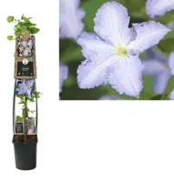 Clematis 'Blue Angel' (Bosrank) klimplant 115cm kopen?