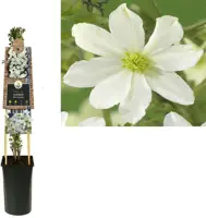 Clematis cartmanii 'Avalanche' (Bosrank) klimplant 75cm kopen?