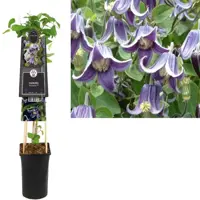 Clematis diversifolia 'Fascination' (Bosrank) klimplant 75cm kopen?