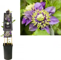 Clematis florida 'Taiga' PBR (Bosrank) klimplant 75cm kopen?