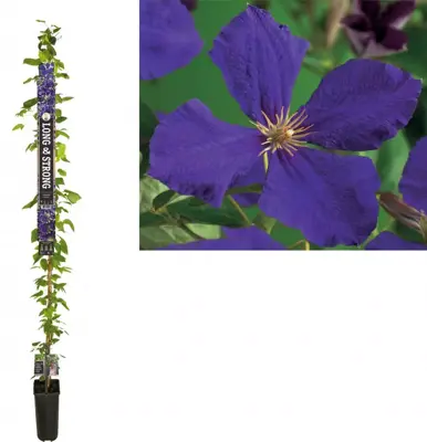 Clematis 'Jackmanii' (Bosrank) klimplant 210cm - afbeelding 1