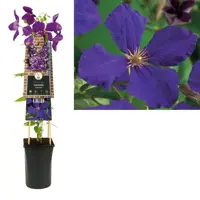 Clematis 'Jackmanii' (Bosrank) klimplant 75cm kopen?