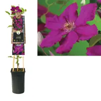 Clematis jackmanii 'Ernest Markham' (Bosrank) klimplant 75cm kopen?