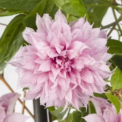 Clematis jackmanii Multi Pink® PBR (Bosrank) klimplant 75cm - afbeelding 2