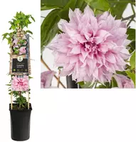 Clematis jackmanii Multi Pink® PBR (Bosrank) klimplant 75cm - afbeelding 1