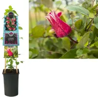 Clematis 'King's Glory PBR' (Bosrank) klimplant 75cm kopen?