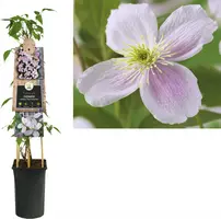 Clematis montana Pink Perfection' (Bosrank) klimplant kopen?