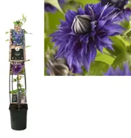 Clematis 'Multi Blue' (Bosrank) klimplant 115cm kopen?