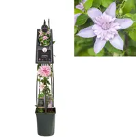 Clematis 'Multi Pink' (Bosrank) klimplant 115cm kopen?