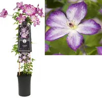 Clematis Pernille PBR (Bosrank) klimplant kopen?