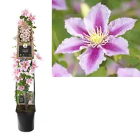 Clematis 'Piilu' (Bosrank) klimplant 115cm kopen?