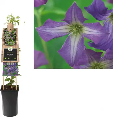 Clematis viticella  (Italiaanse bosrank) klimplant 75cm - afbeelding 1