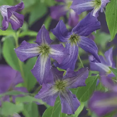 Clematis viticella  (Italiaanse bosrank) klimplant 75cm - afbeelding 3