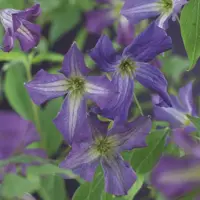 Clematis viticella  (Italiaanse bosrank) klimplant 75cm - afbeelding 3