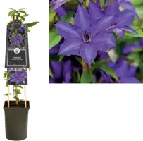 Clematis 'Viva La Vida' (Bosrank) klimplant 75cm kopen?