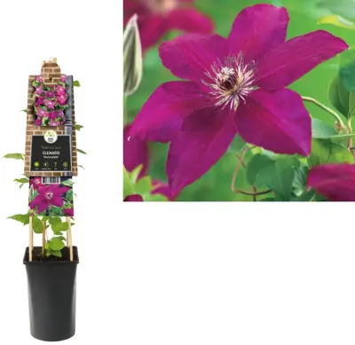 Clematis 'Westerplatte' (Bosrank) klimplant 75cm - afbeelding 2