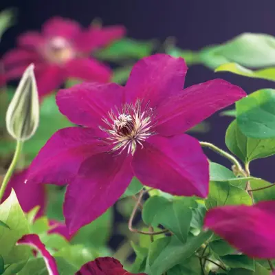 Clematis 'Westerplatte' (Bosrank) klimplant 75cm - afbeelding 3