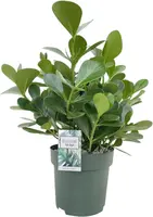 Clusia rosea 'Green Magic' (Varkensplant) 65cm kopen?