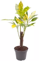 Codiaeum acubafolia (Croton) 27cm - afbeelding 1