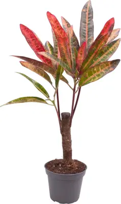 Codiaeum excurrens (Croton) 27cm - afbeelding 1