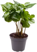 Coffea arbica (Koffieplant) 22cm - afbeelding 1