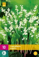 Convallaria majalis 10 stuks - afbeelding 1