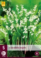 Convallaria majalis 5 stuks - afbeelding 1