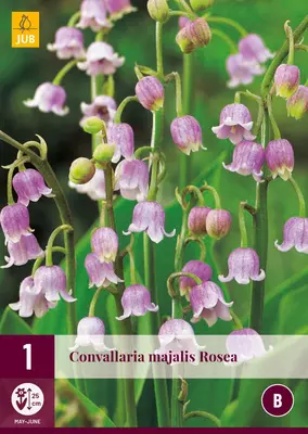 Convallaria majalis rosea 1 stuks - afbeelding 1