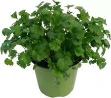 Coriandrum sativum (Koriander) ø14 cm kopen?