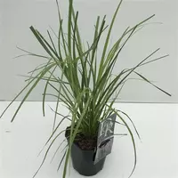 Cortaderia selloana 'rosea' (Pampasgras) - afbeelding 2