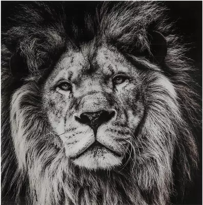 Countryfield schilderij glas sarabi leeuw 80x80cm zwart, wit