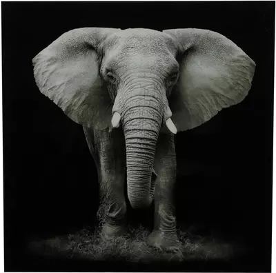 Countryfield schilderij glas wild life olifant 80x80cm zwart, wit