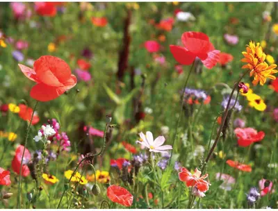 Customize-it tuinschilderij wilde bloemen 70x50cm multi