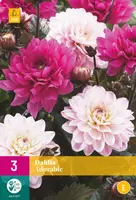 Dahlia adorable 3 stuks - afbeelding 1