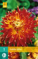 Dahlia akita 1 stuks - afbeelding 1