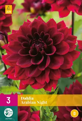 Dahlia arabian night 3 stuks - afbeelding 1