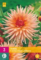 Dahlia cactus zalm 3 stuks - afbeelding 1