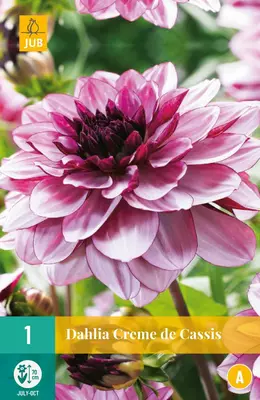 Dahlia creme de cassis 1 stuks - afbeelding 1