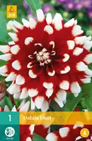 Dahlia duet 1 stuks - afbeelding 1