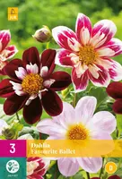 Dahlia favourite ballet 3 stuks - afbeelding 1