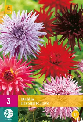 Dahlia favourite love 3 stuks - afbeelding 1