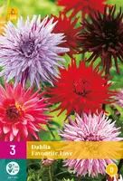 Dahlia favourite love 3 stuks - afbeelding 1