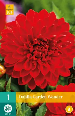 Dahlia garden wonder 1 stuks - afbeelding 1